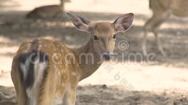 可爱的斑点休耕鹿在动物公园看镜头。 合上尾巴和梅花鹿群.. 野生森林动物